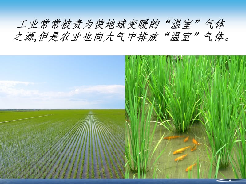 甲烷氧化菌PPT课件.ppt_第2页