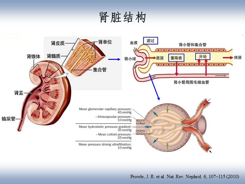 急性肾损伤---从基础到临床PPT课件.ppt_第2页