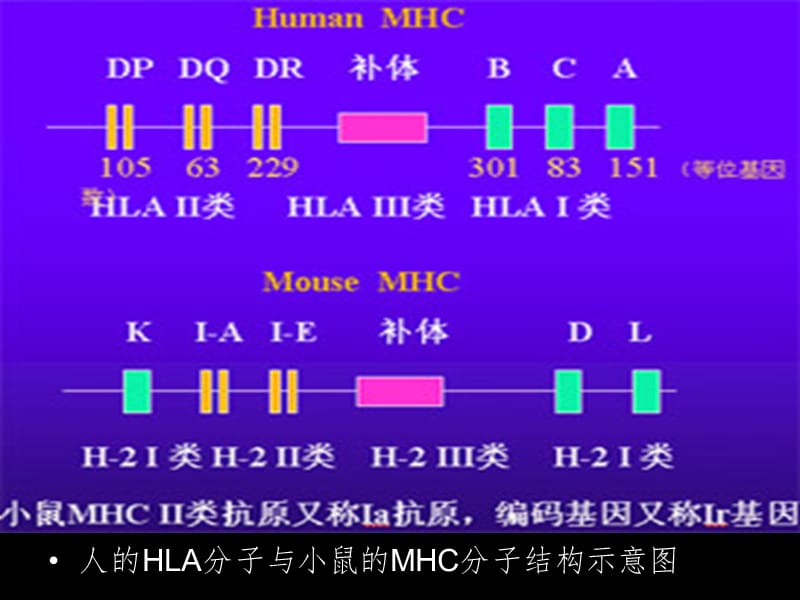 HLA分子的结构比较PPT课件.ppt_第2页