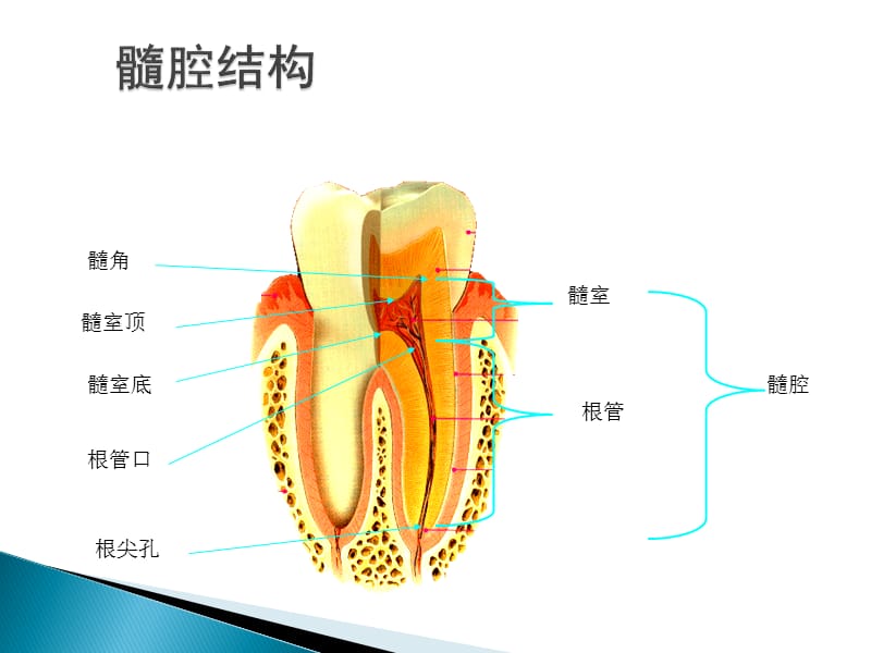 QCL 开髓术 盖髓术 牙髓切断术.pptx_第2页