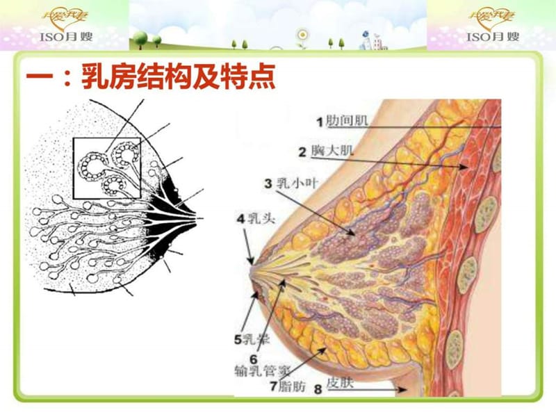 乳房护理_育儿理论经验_幼儿教育_教育专区课件.ppt_第2页