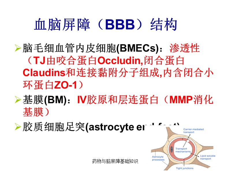 药物与脑屏障基础知识课件.ppt_第3页