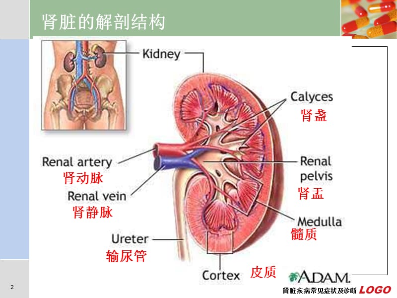 肾脏疾病常见症状及诊断课件.ppt_第2页