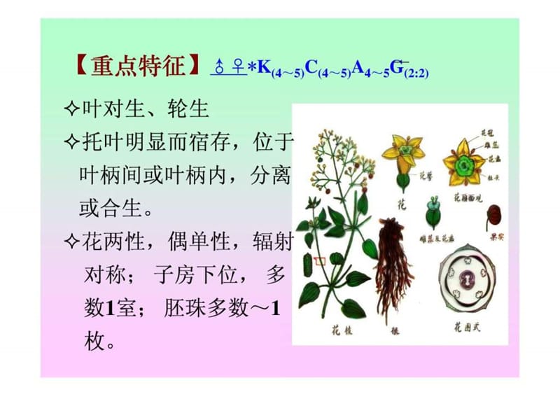 药用植物学-合瓣花亚纲茜草、菊科课件.ppt_第3页