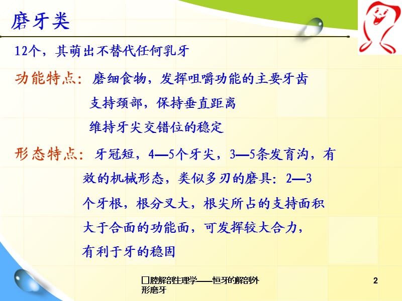 口腔解剖生理学——恒牙的解剖外形磨牙课件.ppt_第2页