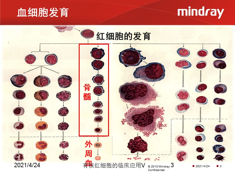 有核红细胞的临床应用V课件.pptx_第3页