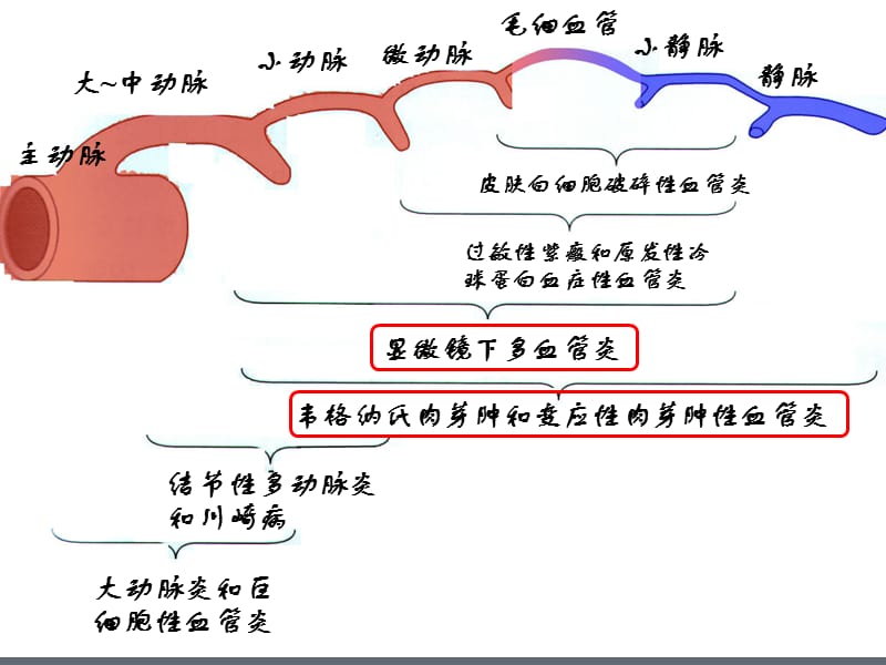 ANCA相关性小血管炎课件.ppt_第3页