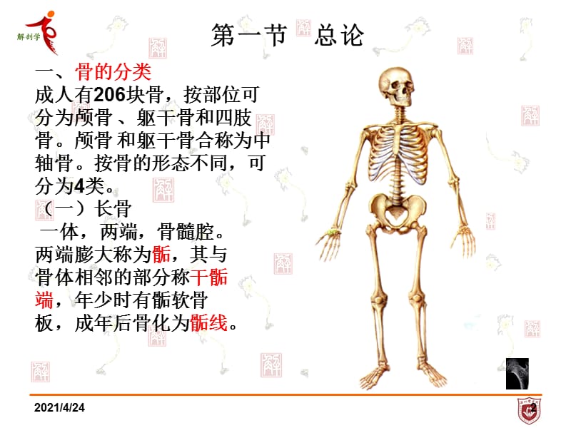 系统解剖学第一章 骨学课件.ppt_第2页