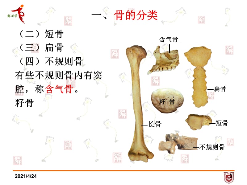 系统解剖学第一章 骨学课件.ppt_第3页