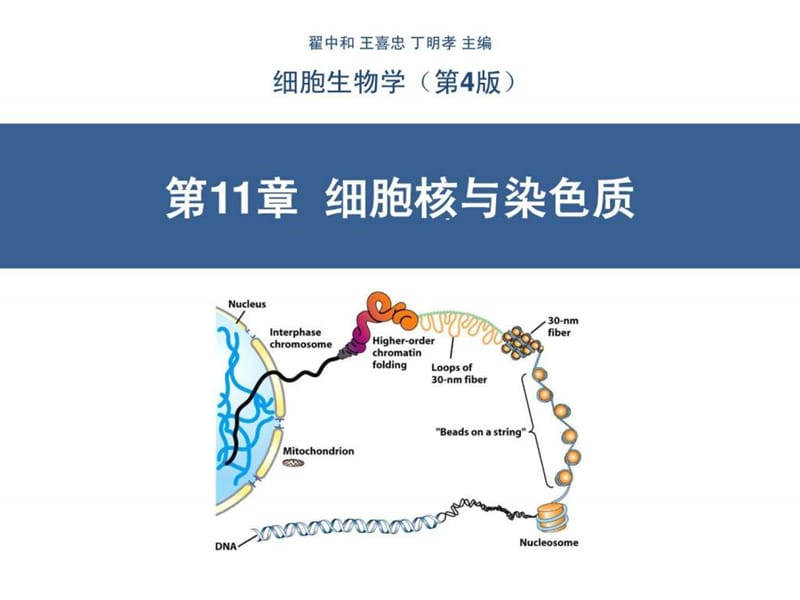 细胞核与染色质课件.ppt_第1页