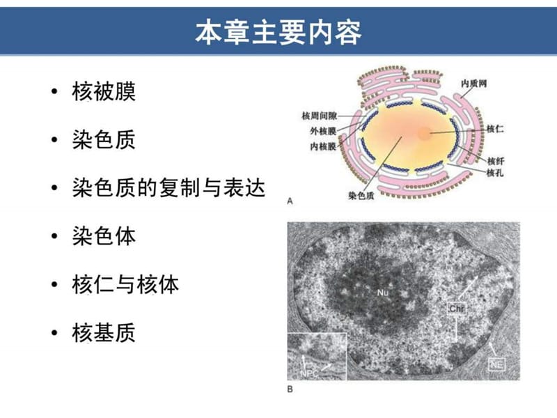 细胞核与染色质课件.ppt_第2页