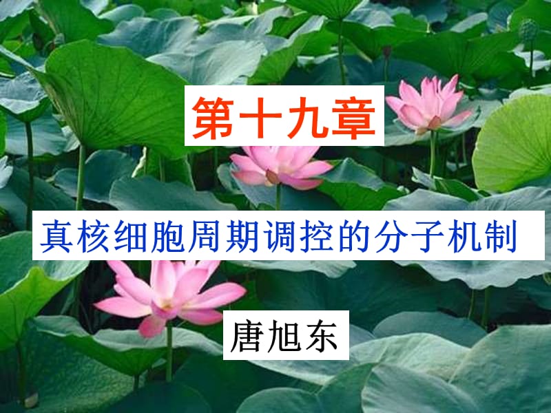 第三章_真核细胞周期调控的分子机制课件.ppt_第2页