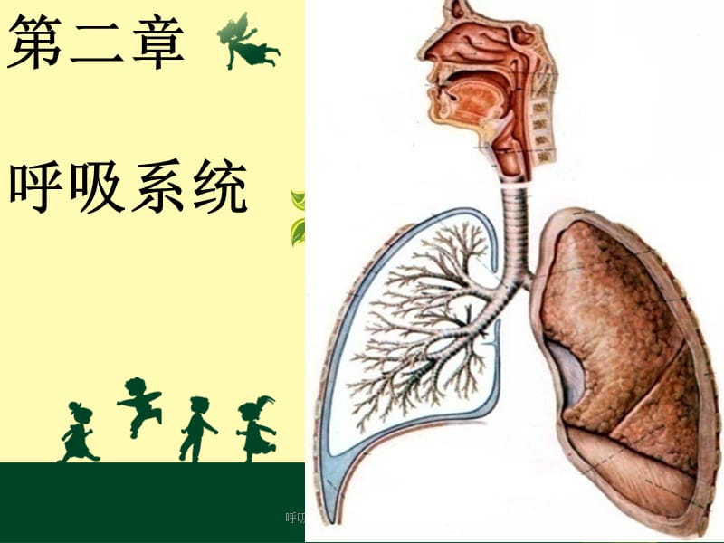 呼吸系统概述及急性支气管炎课件.ppt_第1页