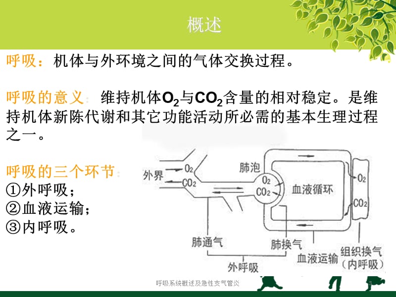 呼吸系统概述及急性支气管炎课件.ppt_第3页