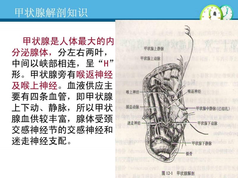 甲状腺次全切术前、术后护理课件.ppt_第3页