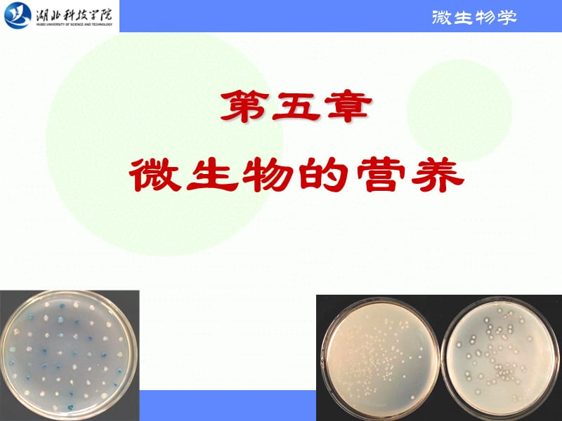 第五章微生物的营养[专业课堂].ppt_第1页