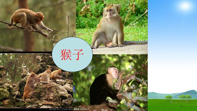 中班语言：故事《小猴卖“○”》课件.ppt_第3页