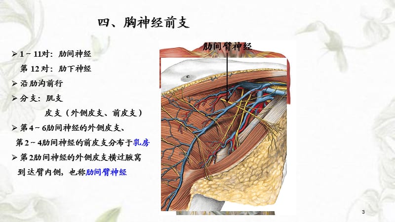 胸神经、腰丛、骶丛课件.ppt_第3页