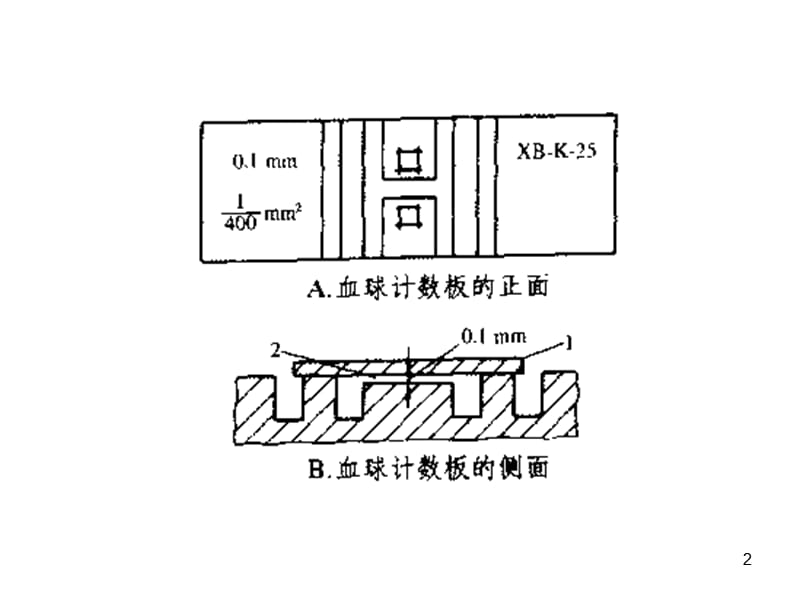 血球计数板使用及相关计算PPT演示课件.ppt_第2页