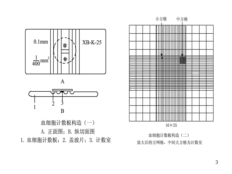 血球计数板使用及相关计算PPT演示课件.ppt_第3页