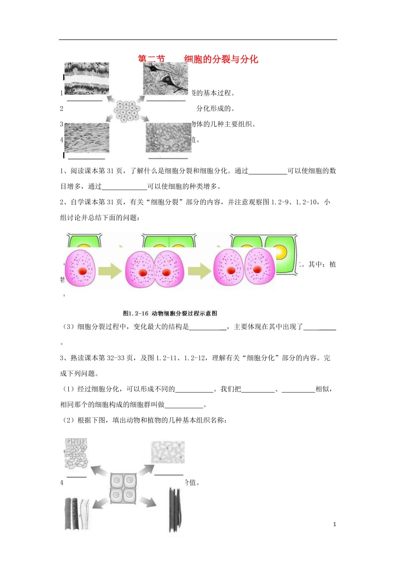 七年级生物上册 1.2.2《细胞的分裂与分化》导学案1（无答案）（新版）济南版.doc_第1页