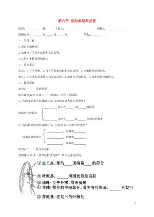 八年级生物上册 第四单元 物种的延续 第1章 绿色开花植物的一生 第6节 芽的类型和发育学案（新版）济南版.doc