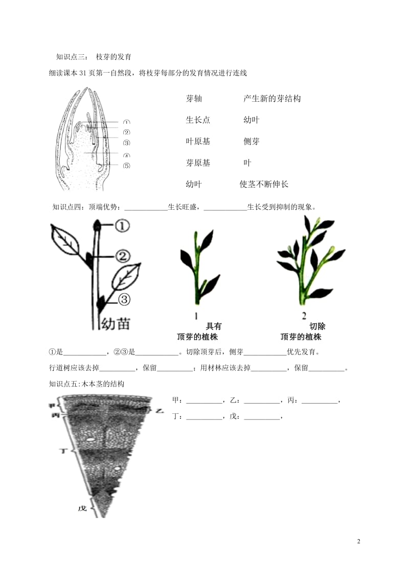 八年级生物上册 第四单元 物种的延续 第1章 绿色开花植物的一生 第6节 芽的类型和发育学案（新版）济南版.doc_第2页