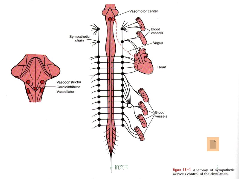 心血管活动的调节【高级教育】.ppt_第3页
