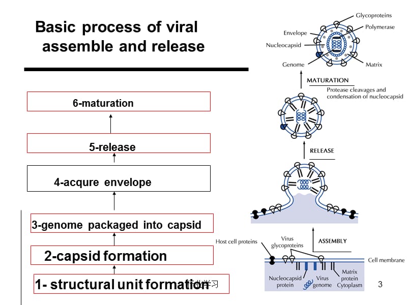 分子病毒学-第l六章-病毒装配成熟释放【高等教学】.ppt_第3页
