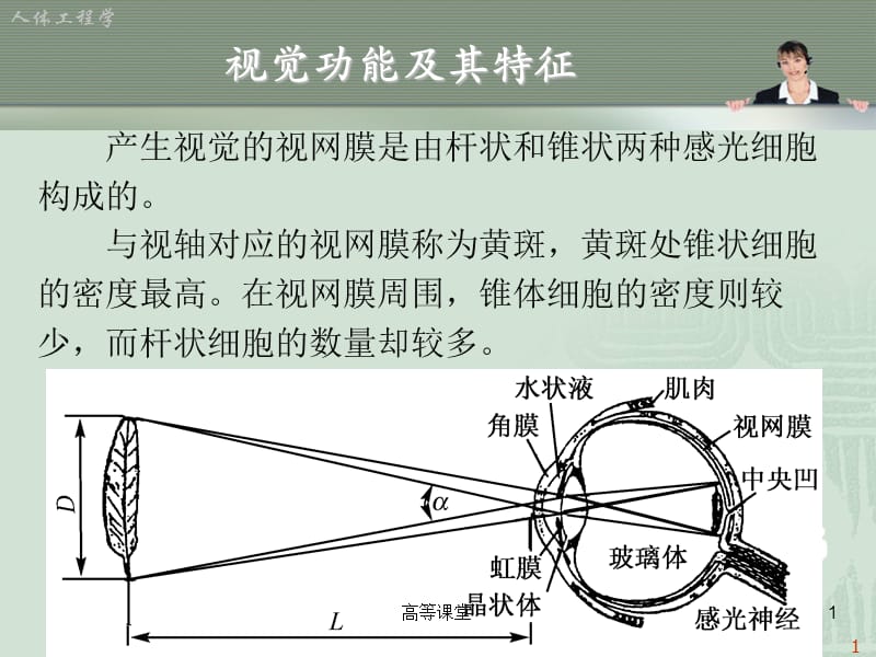 人体工程学与视觉传达设计【稻香书屋】.ppt_第2页