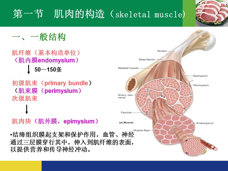 第三章 肉的组织结构、化学组成和基本性质.ppt_第2页