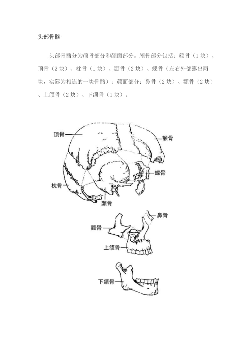 头部骨骼分析.doc_第1页