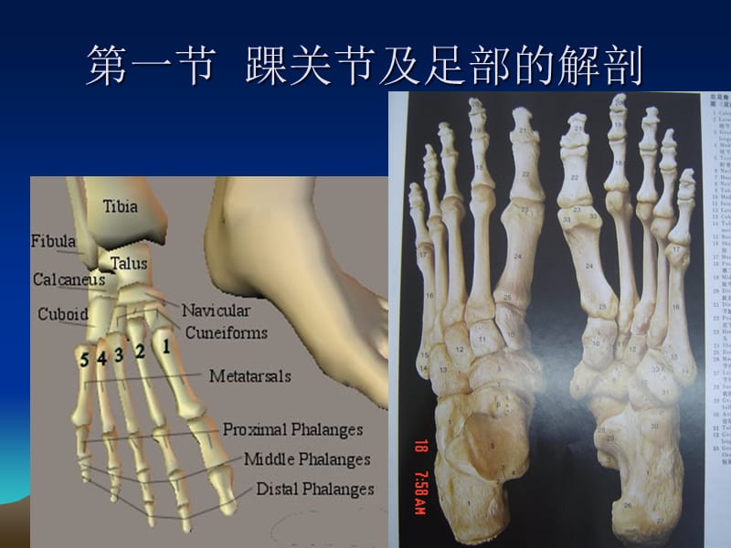 第十七章 踝关节足部运动创伤 ppt课件.ppt_第2页