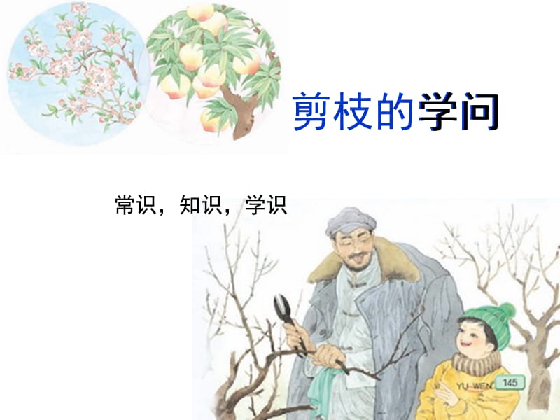 苏教版三下26《剪枝的学问》.ppt_第1页