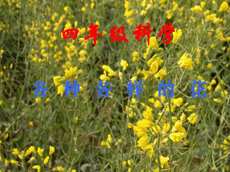 各种各样的花(1).ppt_第1页