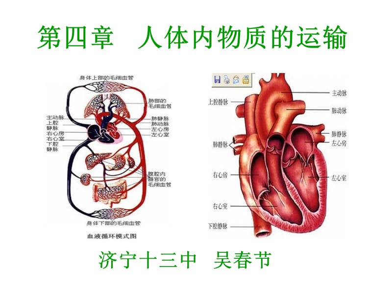 第四章人体内物质的运输（二）.ppt_第1页