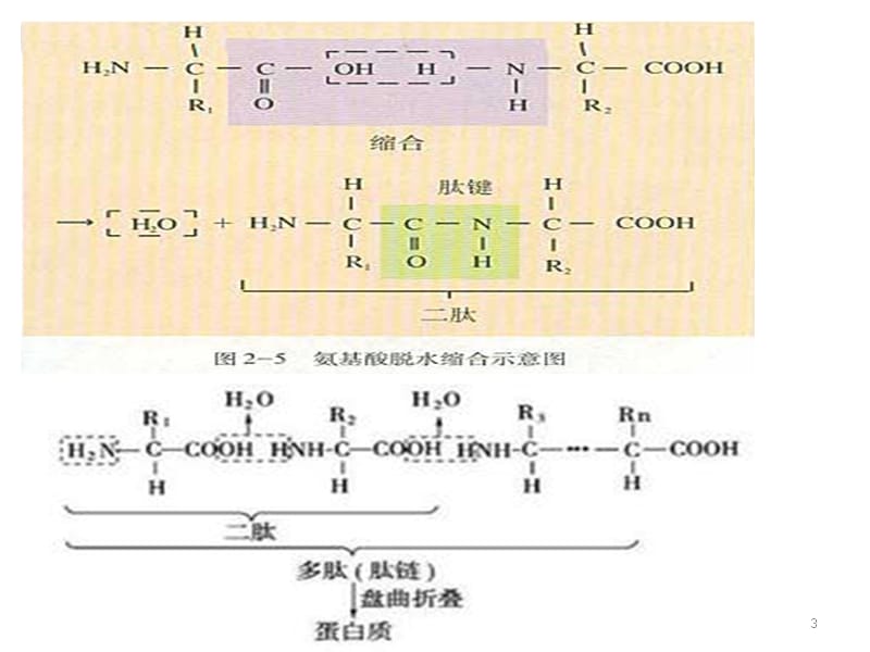 高中生物教材图片(新人教版)课件.ppt_第3页