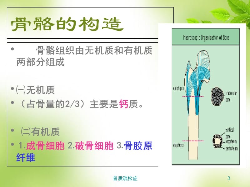 骨质疏松症课件.ppt_第3页