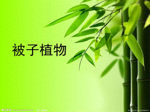 被子植物—双子叶植物2课件.ppt