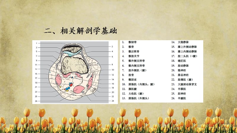 高位髌骨的影像学诊断（精选).ppt_第3页