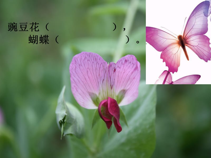 蝴蝶豌豆花ppt课件.ppt_第2页