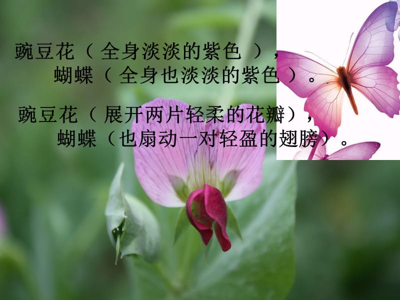 蝴蝶豌豆花ppt课件.ppt_第3页