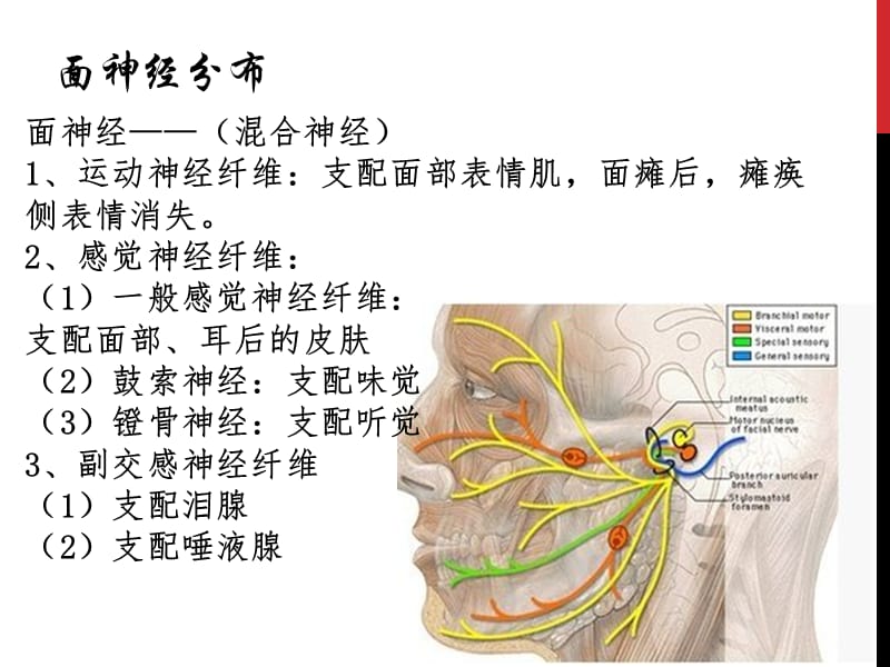 面瘫的针灸治疗课件.ppt_第3页