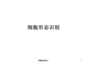 骨髓细胞图片课件.ppt