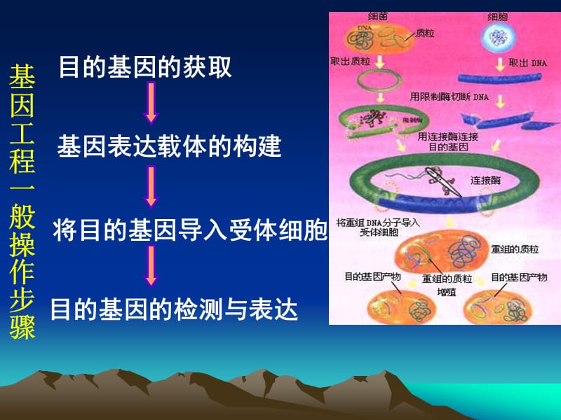 基因工程的工具 ——限制性核酸内切酶的特点及作用.ppt_第3页