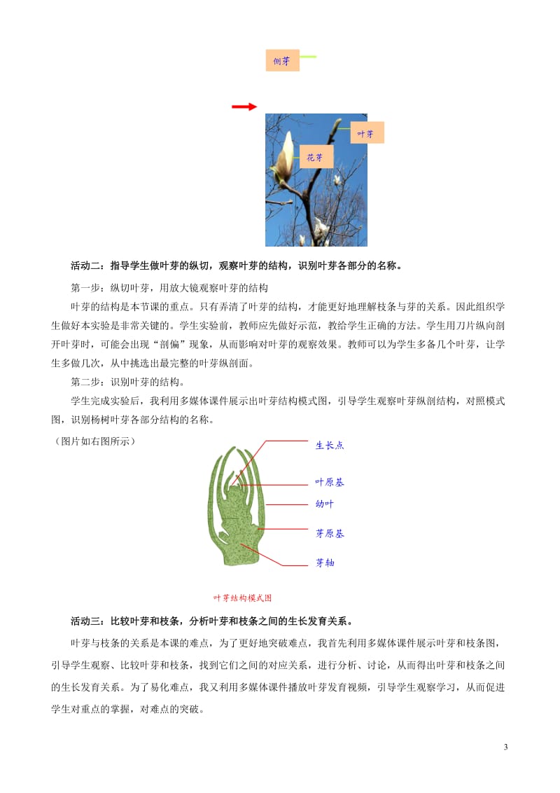 八年级生物上册 芽的发育与整枝打杈说课 冀教版.doc_第3页