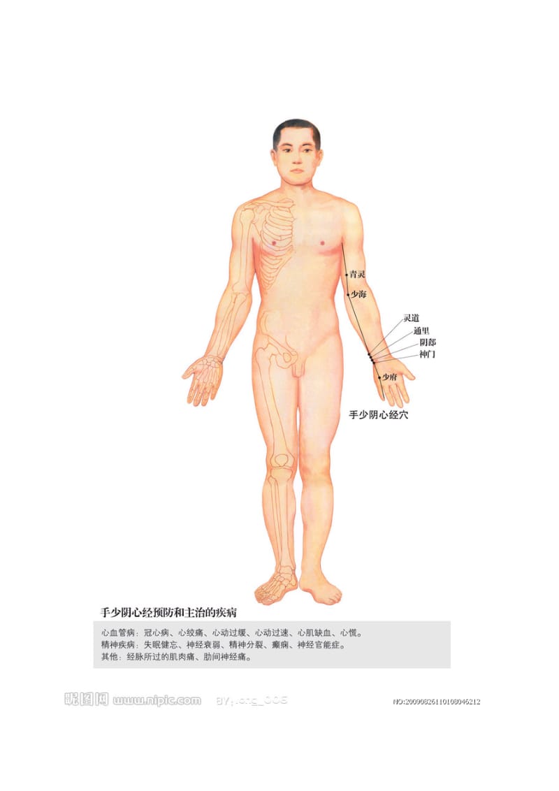 （精品）全身经络示范图().doc_第2页