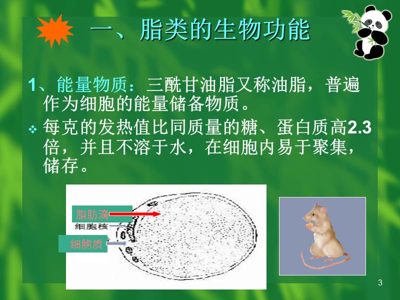 考研资料脂质和生物膜课件.ppt_第3页