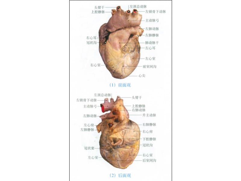 循环系统图片.ppt_第2页