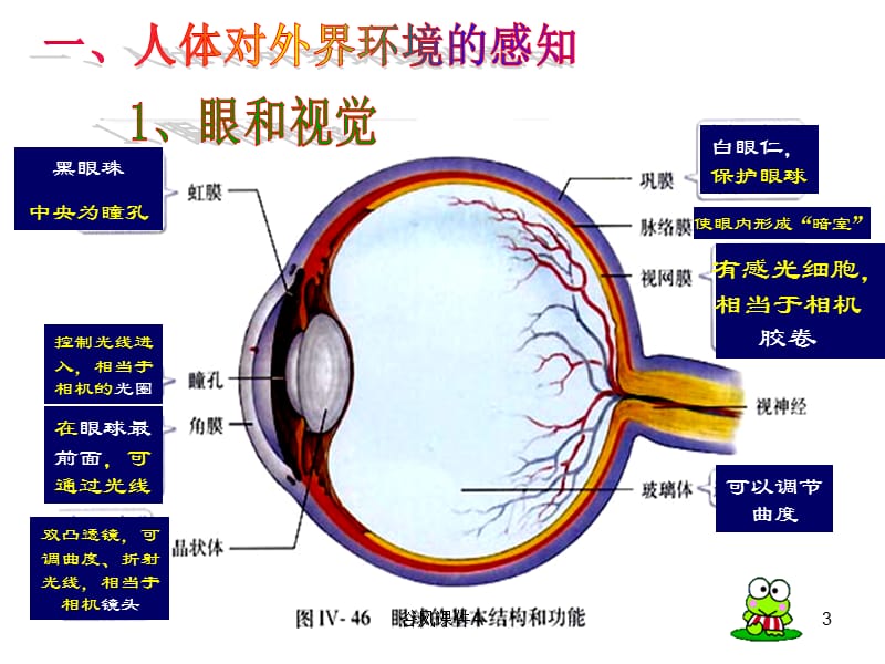 第四单元第6章 人体生命活动的调节复习课件[优课教资].ppt_第3页